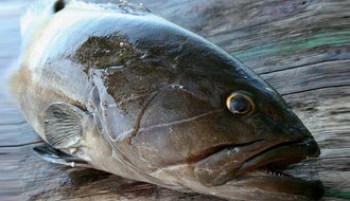 GROUPER FROM ATLANTIC